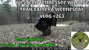 Western Tennessee Wildlife Trail Camera Wednesday - Vlog #263 #wildlife #Deer #Turkey