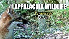 Appalachia Wildlife Video 23-26 from Trail Cameras in the Foothills of the Great Smoky Mountains