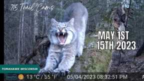 May 1st-15th 2023 Tomahawk Wisconsin Trail Camera Highlights