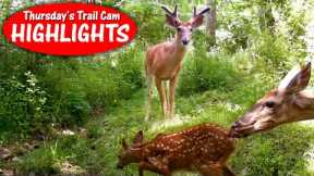 Fawn's Playground, Fly Infestation, Velvet Buck and Turkey: Thursday's Trail Cam Highlights: 6.15.23