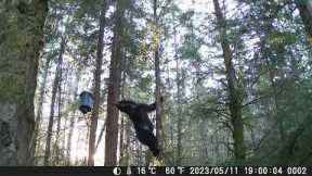 Vikeri A1 Trail Camera video footage of bear after my deer feeder.