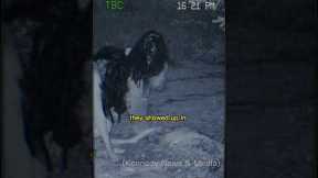 Witchcraft & Wendigo Caught on Camera | Creepy & Scary #shorts