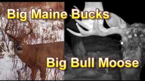 Maine Wildlife Trail Cam Adventures ~ Big Bull Moose and Big Bucks in Winter