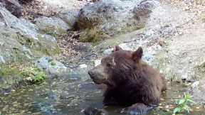 Spa day for this Arizona black bear:  Trail camera check