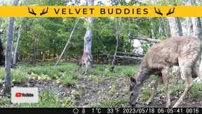 Velvet Buck Pair at Licking Branch Site | Trail Cam Video