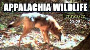 Appalachia Wildlife Video 23-25 from Trail Cameras in the Foothills of the Great Smoky Mountains
