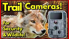 Best Trail Cameras - Great for Security & Wildlife! Get Fantastic Wildlife Footage with a Trail Cam!
