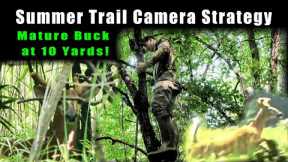 Summer Scout/Trail Cams || Big Velvet Buck Closes to TEN YARDS!!