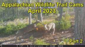 Appalachian Wildlife Trail Cams  April 2023 Part 2