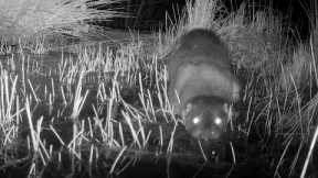 Otter trail cam videos Spring 2023