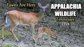 Appalachia Wildlife Video 23-24 from Trail Cameras in the Foothills of the Great Smoky Mountains