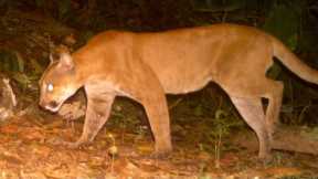 Massive Puma Caught on My Trail Cameras (Puma concolor)