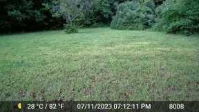 Backyard Bumps in the Night -Wildlife on the Trail Cam Diary  7.10 - 7.13