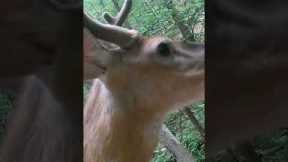Trail Camera: Whitetail Buck 8 Pointer #deer #bucks #trailcam #naturephotography #wildlife #shorts