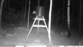 HuntersZone Wolf 30MP 4K 4G LTE Cloud. A little Fox take a round checking up the feeder 2023-06-21