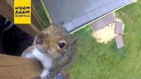 CRAZY ANIMAL MOMENTS CAUGHT ON SECURITY CAMERAS