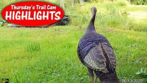 Wild Turkey, Man-Made Bridge, Bobcat and Eating Worms: Thursday's Trail Cam Highlights: 7.27.23