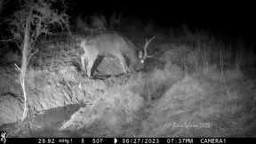 trail camera pick up - sambar deer stags