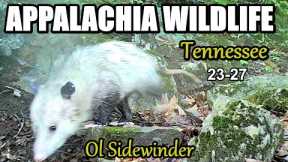 Appalachia Wildlife Video 23-27 from Trail Cameras in the Foothills of the Great Smoky Mountains