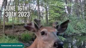 June 16th - 30th 2023 Tomahawk Wisconsin Trail Camera Highlights