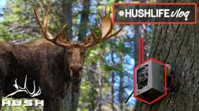 Setting Trail Cameras For BIG MOOSE |S3EP26|