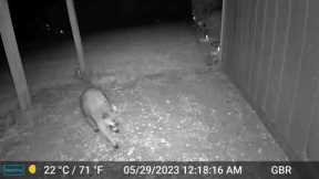 🦝 Brian's Trail Camera 🦊 Ongoing Compilation 🐰 Updated June 24th 2023 🐿️