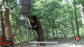 Bear Spotted On Trail Cam Worries Green Country Family