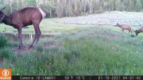 Capturing the Wild: Unseen Elk Moments on Trail Cam