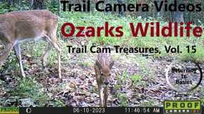 Trail Camera Videos - Ozarks Wildlife (Trail Cam Treasures Vol. 15) #trailcam