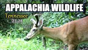 Appalachia Wildlife Video 23-28 from Trail Cameras in the Foothills of the Great Smoky Mountains