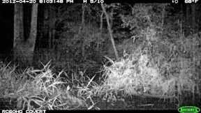 WHAT THIS TRAIL CAM RECORDED IS TRULY STRANGE!!