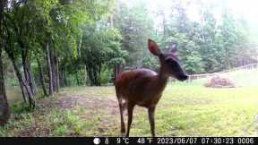 Trail Cam Compilation 7 | Wildlife Camera Footage from the Farm