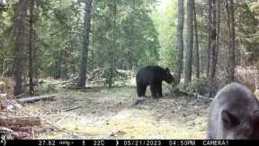 Rogue Bear Cubs Play With Trail Camera || ViralHog