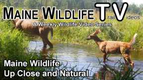 Maine Wildlife | Up Close & Natural | Trail Cam | Deer | Fawns | Buck | Coyote | Otter
