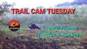 TRAIL CAM TUESDAY: Even Turtles Are Showing Up On Trail Cams