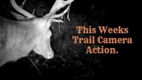 This weeks trail camera action