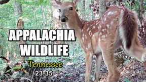 Appalachia Wildlife Video 23-35 of Trail Cameras in the Foothills of the Great Smoky Mountains