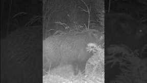 Funny Trail Camera Video of a WILD Hog!