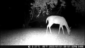 July 23rd 2022 Trail Camera Compilation Part D