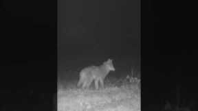 Coyote Surprised by the Trail Camera, Isn't Sticking Around