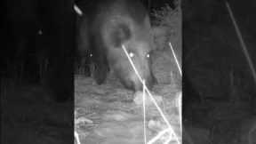 Unseen Wildlife Revealed: Trail Camera Video of a WILD Hog!
