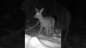 Trail Camera Video of a WILD Deer