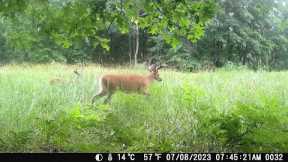 Michigan Trail Cameras: June 20, 2023 - July 29, 2023 (Camera 3)