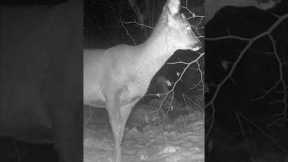 WILD Deer Spotted on Trail Camera!