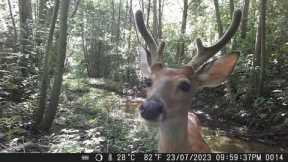 BUCK LOVES THE CAMERA! CITWC Nature Park Trail Cam Videos #52 07-2023