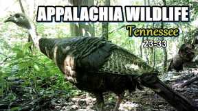 Appalachia Wildlife Video 23-33 from Trail Cameras in the Foothills of the Great Smoky Mountains