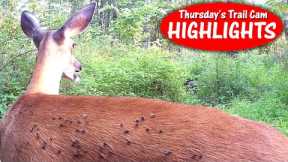 Bucks on the Move, Fawn tries to Drink, Heron is Craning: Thursday's Trail Cam Highlights: 8.3.23