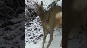 Wild Deer with Tumor in Pain caught on Trail Camera