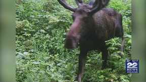 PHOTOS: Moose spotted on trail cam in Hampshire County