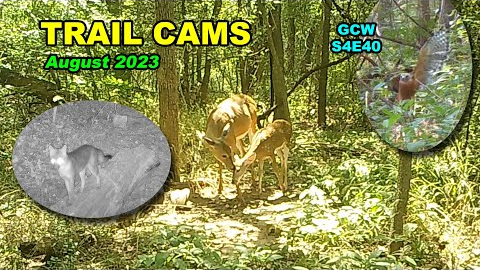 Trail Cams August 2023 S4E40 #nature #wildlife #trailcam
